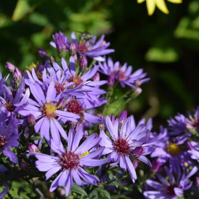 SYMPHYOTRICHUM 'Prairie Purple'