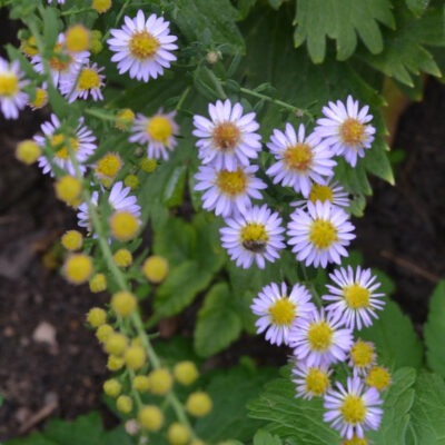 SYMPHYOTRICHUM 'Ringdove'