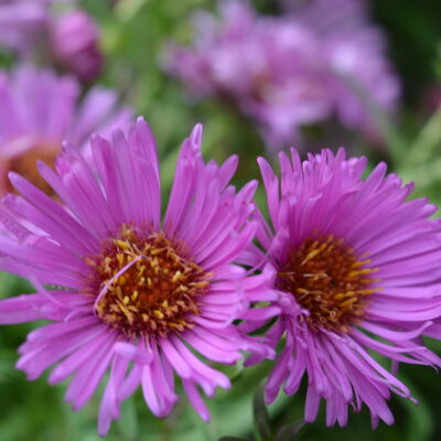 SYMPHYOTRICHUM novae-angliae 'Brunswick'