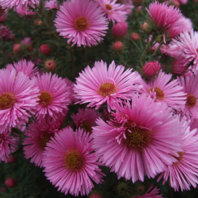 SYMPHYOTRICHUM novae-angliae 'Harrington's Pink'