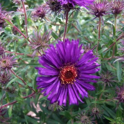 SYMPHYOTRICHUM novae-angliae 'Helen Picton'
