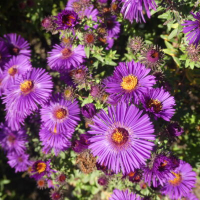 SYMPHYOTRICHUM novae-angliae 'Ivy Patterson'
