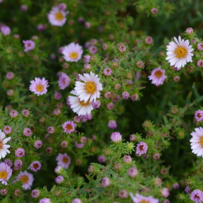 SYMPHYOTRICHUM novae-angliae 'Kylie'