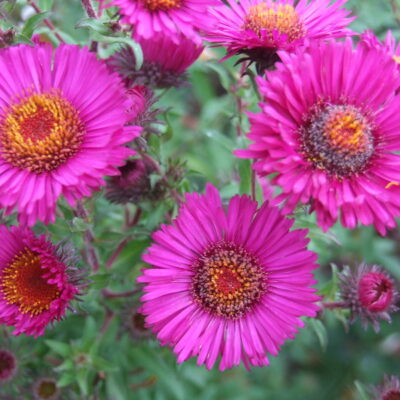 SYMPHYOTRICHUM novae-angliae 'Septemberrubin'