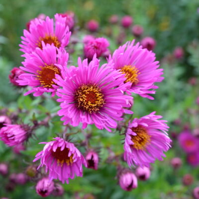 SYMPHYOTRICHUM novae-angliae 'Red Cloud'
