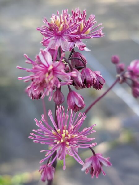 THALICTRUM 'My Little Favourite'