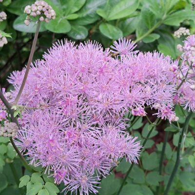 THALICTRUM 'Nimbus Pink'
