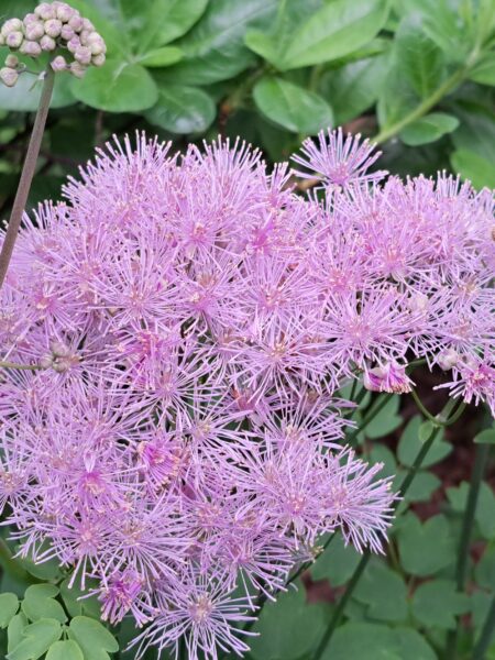 THALICTRUM 'Nimbus Pink'