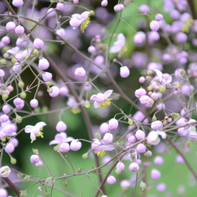 THALICTRUM 'Ulrike'