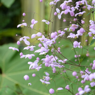 THALICTRUM 'Splendide'