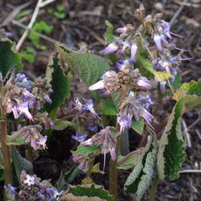 TRACHYSTEMON orientalis