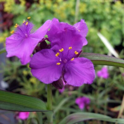 TRADESCANTIA 'Concord Grape'