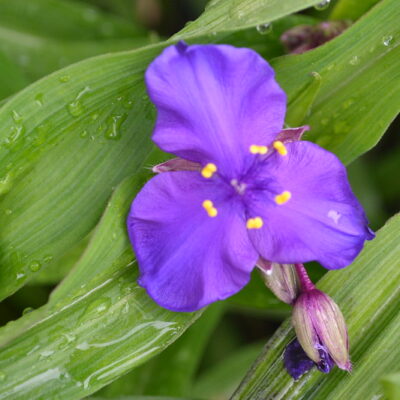 TRADESCANTIA 'Purple Dome'