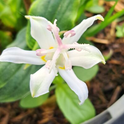 TRICYRTIS 'White Towers'