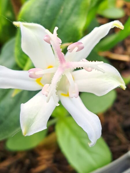 TRICYRTIS 'White Towers'
