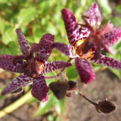 TRICYRTIS formosana 'Dark Beauty'