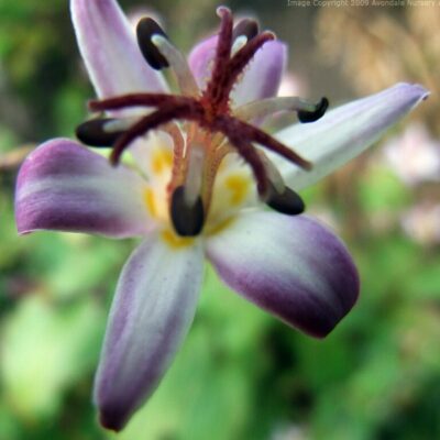 TRICYRTIS 'Tojen'