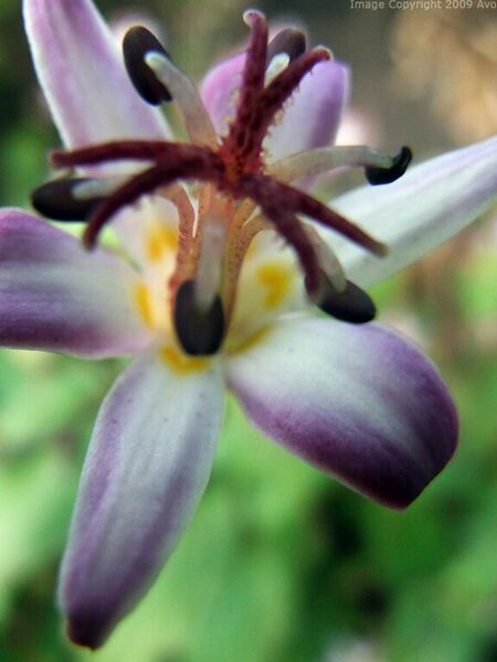 TRICYRTIS 'Tojen'