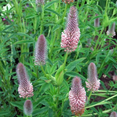TRIFOLIUM rubens 'Peach Pink'