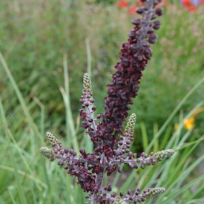 VERATRUM nigrum