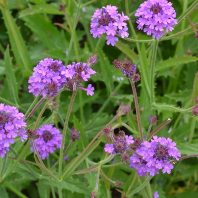 VERBENA rigida