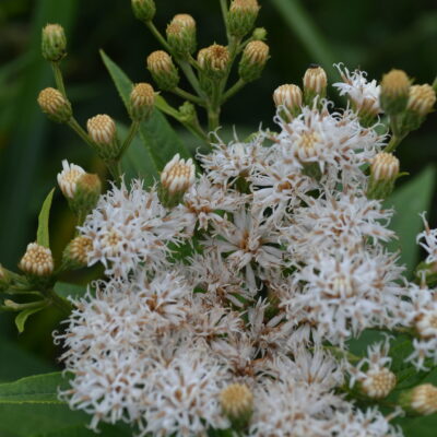 VERNONIA noveboracensis 'Albiflora'
