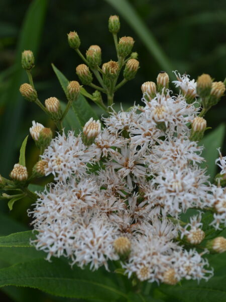 VERNONIA noveboracensis 'Albiflora'
