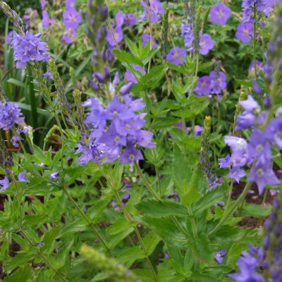 VERONICA austriaca ssp. teucrium 'Crater Lake Blue'