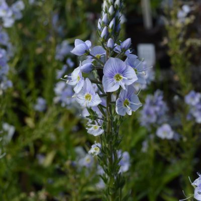 VERONICA gentianoides 'Robusta'