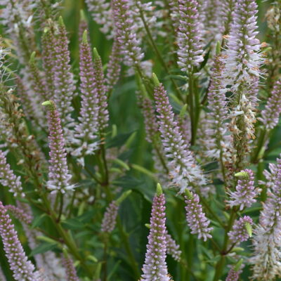 VERONICASTRUM virginicum f.roseum 'Pink Glow'