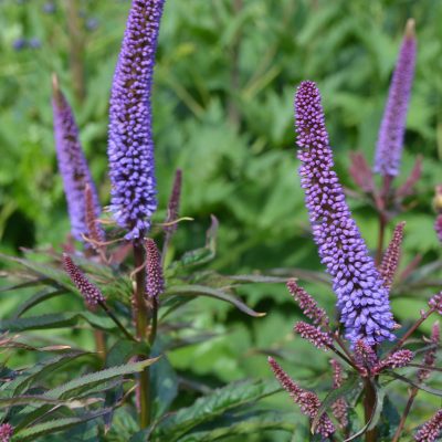VERONICASTRUM sibiricum 'Red Arrows'