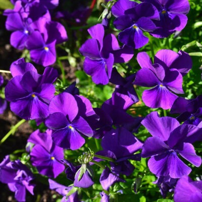 VIOLA 'Martin'