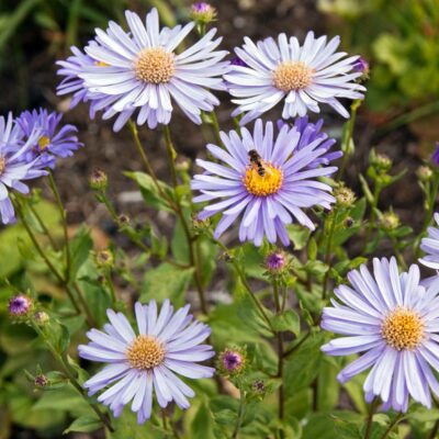 ASTER x frikartii 'Wunder von Stafa'
