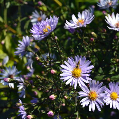 ASTER 'Black Ice'