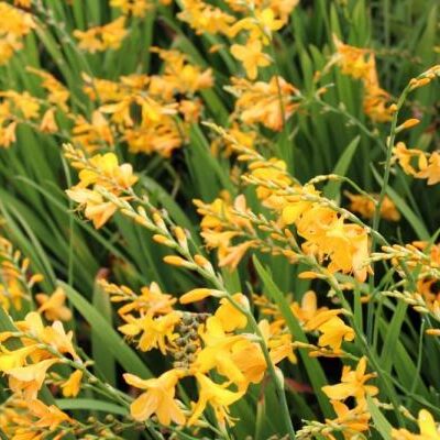 CROCOSMIA x crocosmiiflora 'Buttercup'
