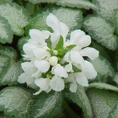 LAMIUM maculatum 'White Nancy'