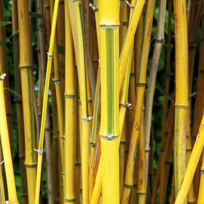 PHYLLOSTACHYS aureosulcata f. spectabilis