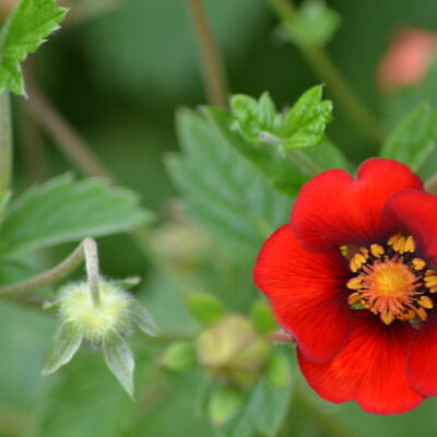 POTENTILLA 'Flamenco'