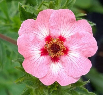 POTENTILLA x hopwoodiana