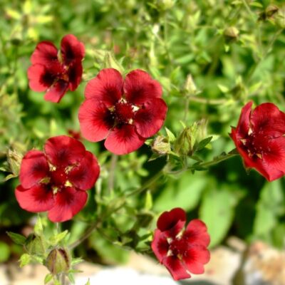 POTENTILLA thurberi 'Monarch's Velvet'