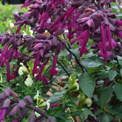 SALVIA 'Love and Wishes'