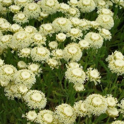 SANTOLINA pinnata ssp. neapolitana 'Edward Bowles'