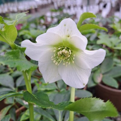 HELLEBORUS x hybridus 'Pretty Ellen White'