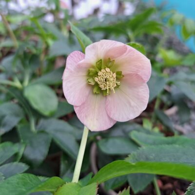 HELLEBORUS x hybridus 'Pretty Ellen Pink'