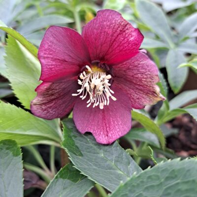 HELLEBORUS x hybridus 'Pretty Ellen Red'
