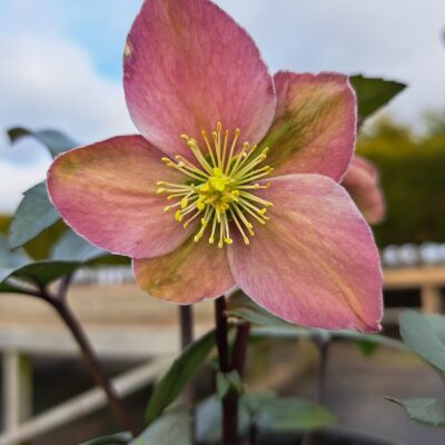 HELLEBORUS x ericsmithii 'Winter Sunshine'