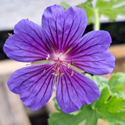 GERANIUM x magnificum 'Rosemoor'