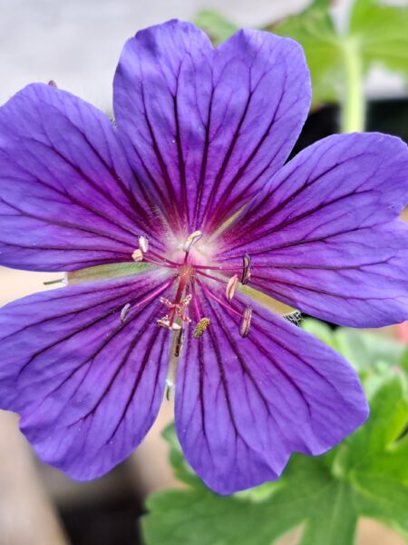 GERANIUM x magnificum 'Rosemoor'