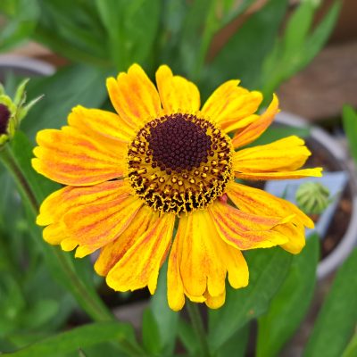 HELENIUM 'Carmen'