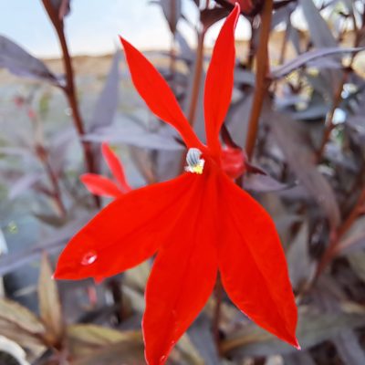 LOBELIA cardinalis 'Queen Victoria'